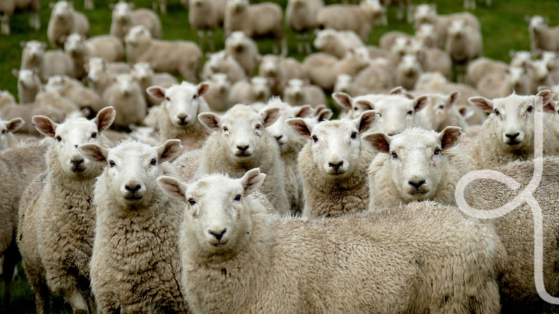 WOOLCOOL_sheepbanner
