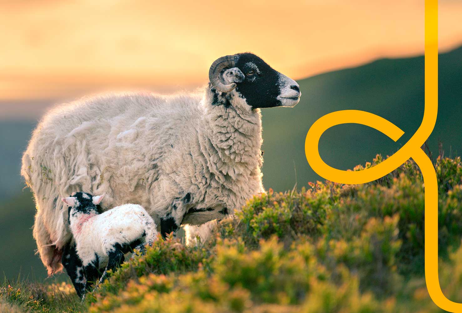 Two sheep in a field with the Woolcool logo