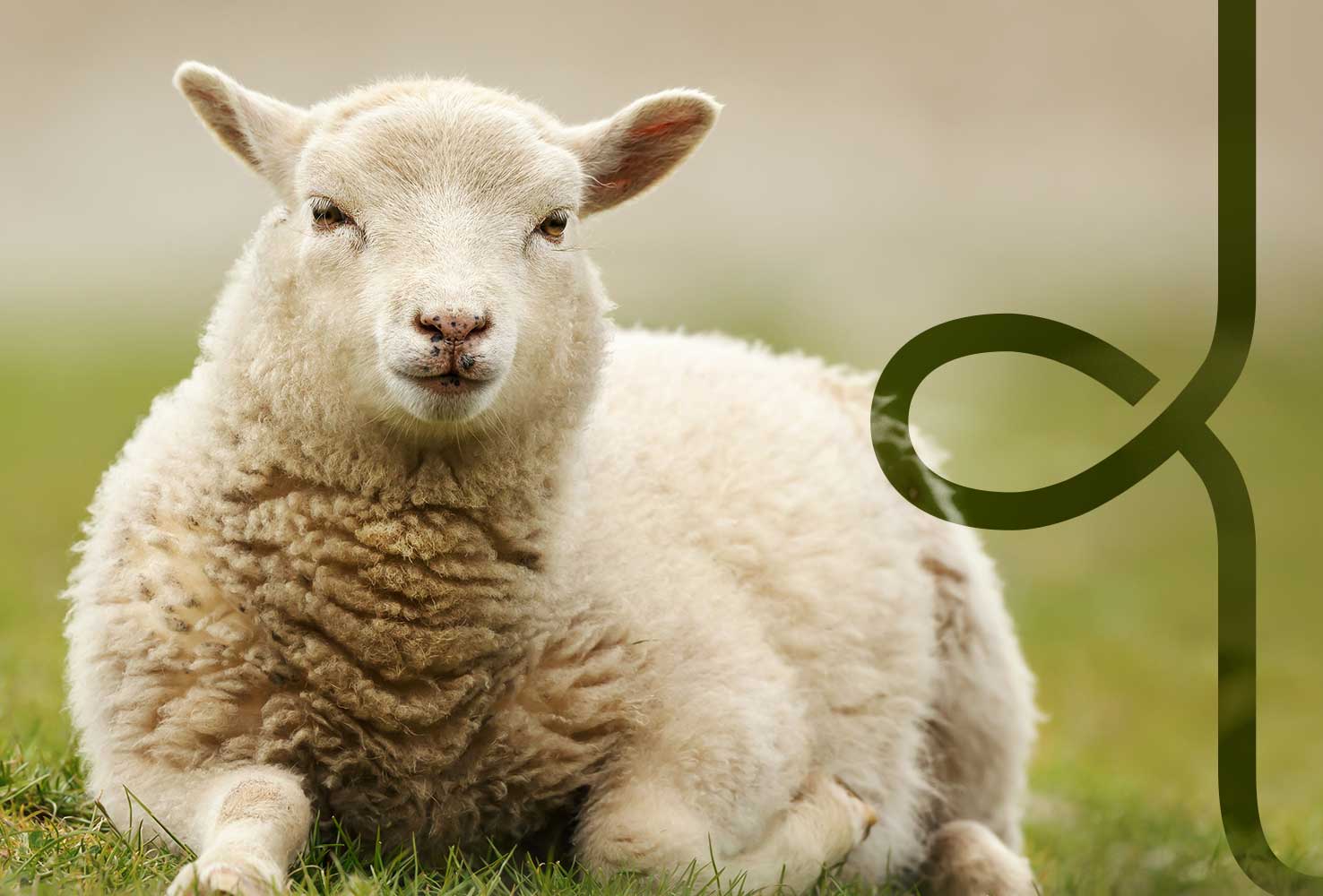 a fluffly sheep lying down on a grassy floor