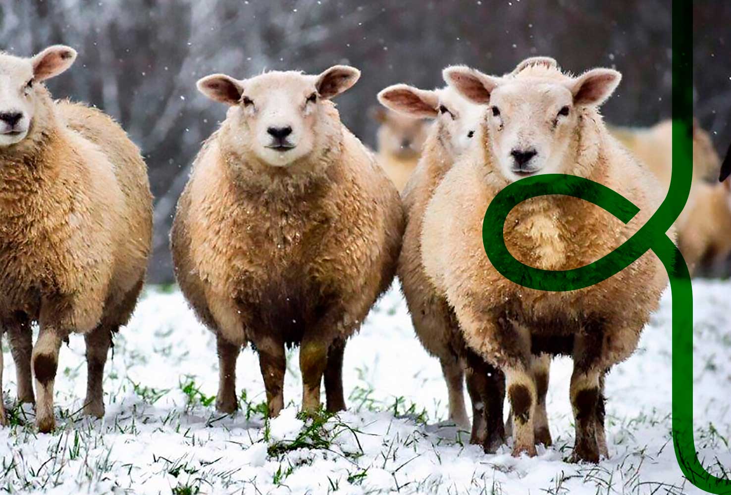 a group of sheep standing in a snowy field, with an overlapping W from the Woolcool logo