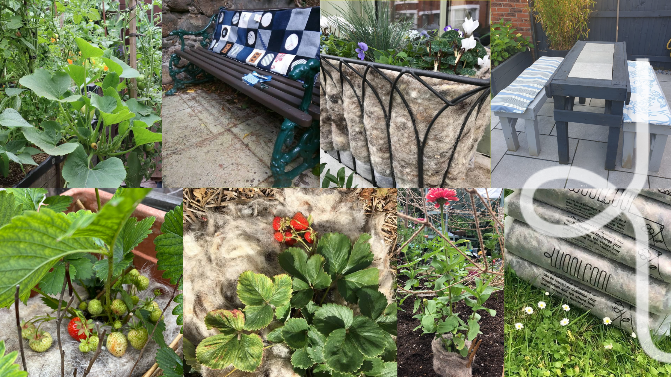 A variety of images showing Woolcool in the garden