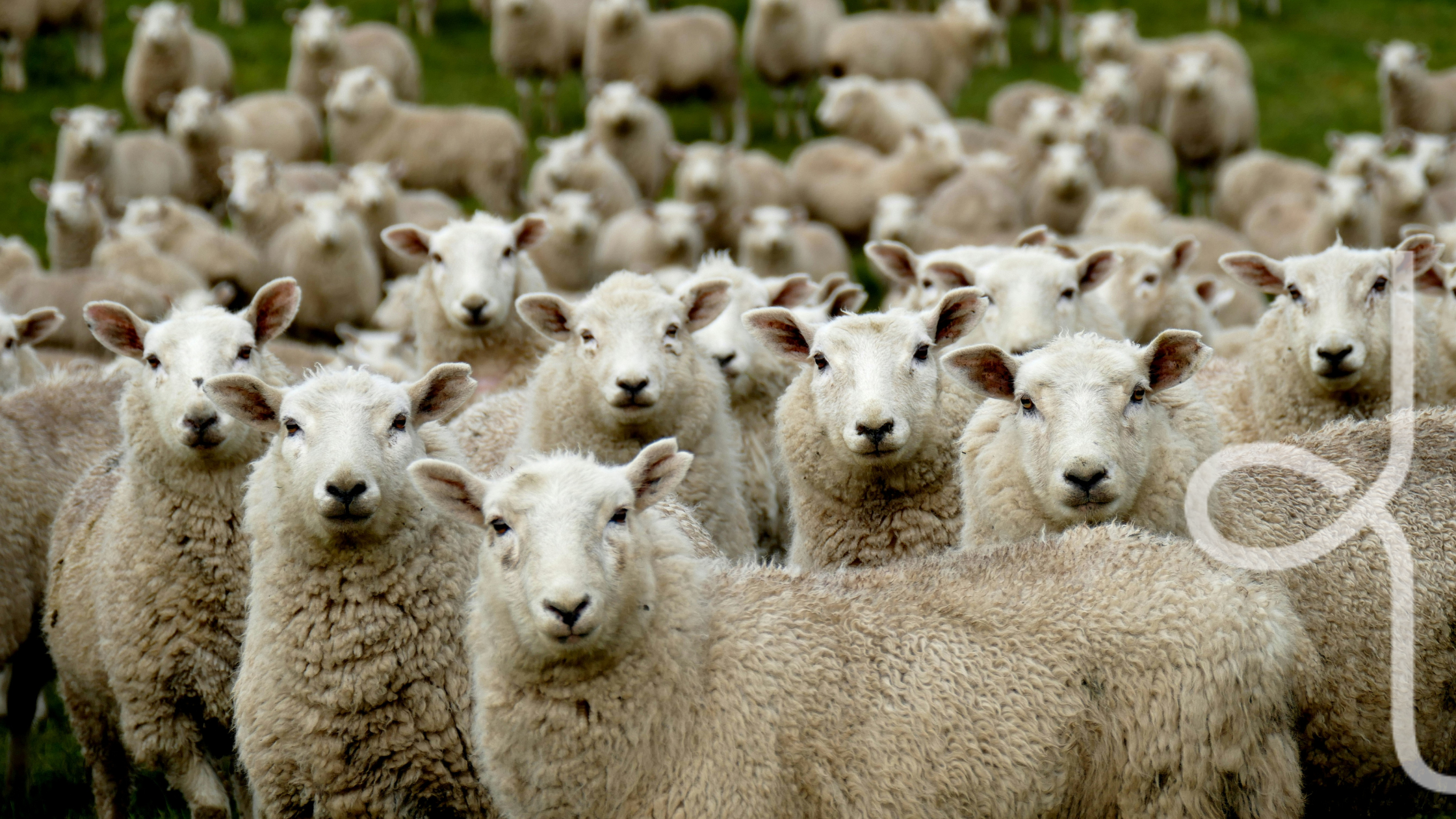 A herd of sheep in a field with the Woolcool logo